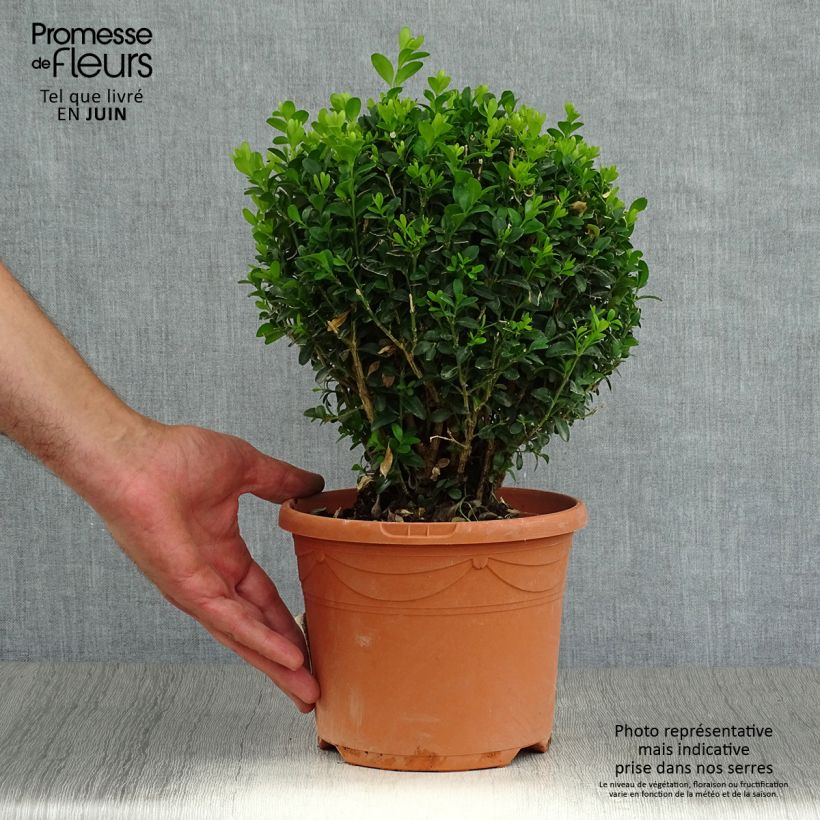 Exemplar von Buxus sempervirens - Kugelbuchsbaum Topf mit 2L/3L, Kugel wie im Sommer geliefert