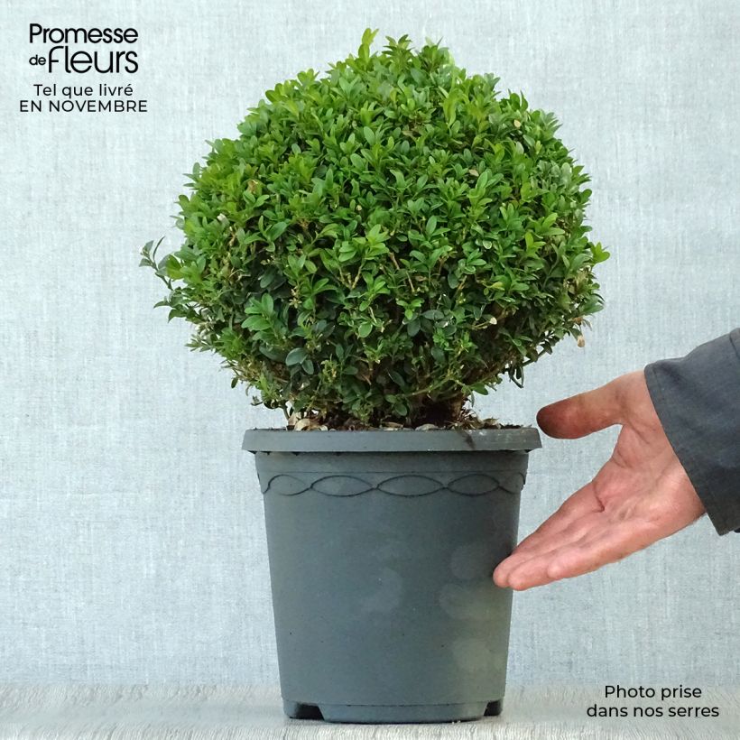 Exemplar von Buxus sempervirens - Kugelbuchsbaum Topf mit 4L/5L, Kugel wie im Herbst geliefert