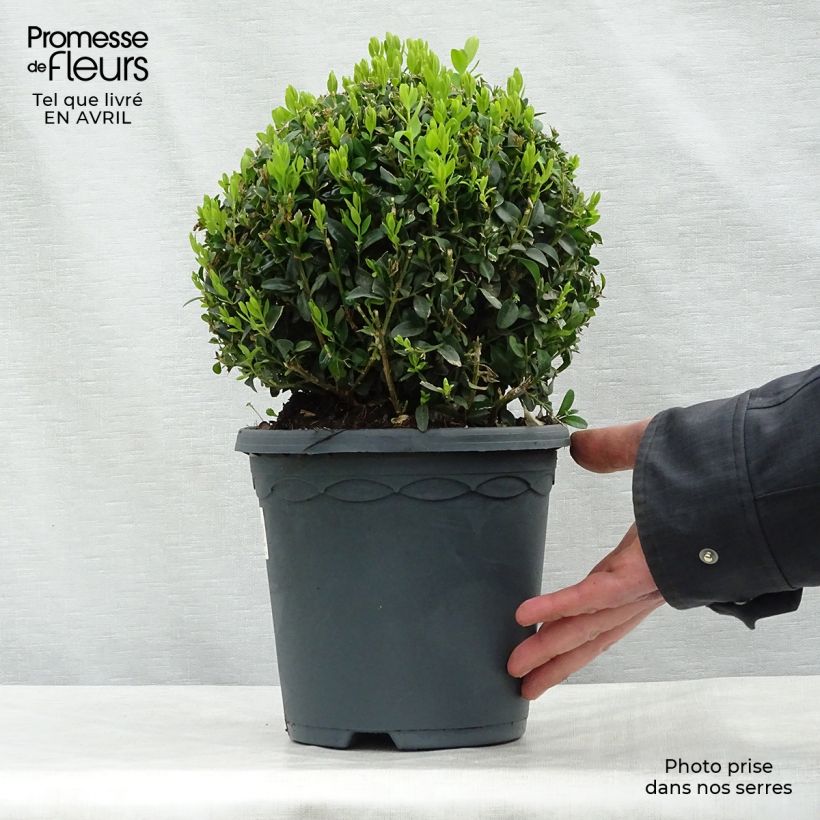 Example of Buxus sempervirens - Kugelbuchsbaum Topf mit 2L/3L, Kugel as you get in printemps