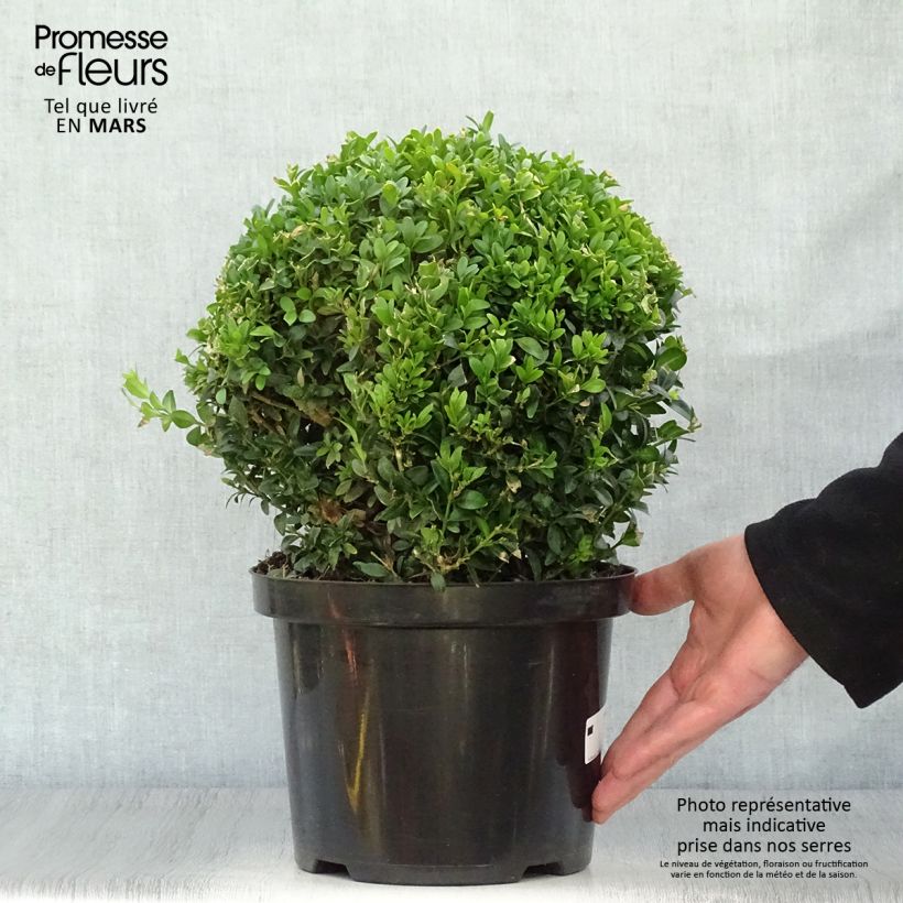 Example of Buxus sempervirens - Kugelbuchsbaum Topf mit 4L/5L, Kugel as you get in printemps