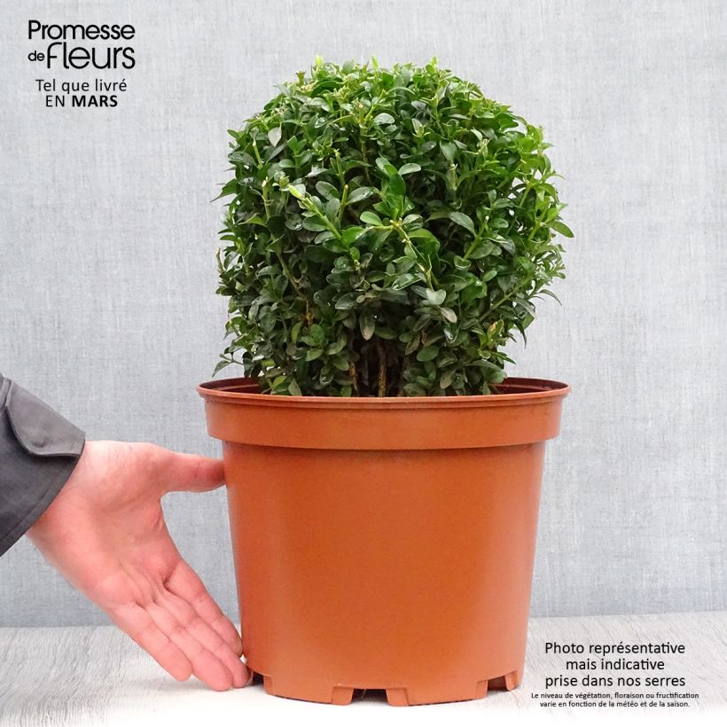 Example of Buxus sempervirens - Kugelbuchsbaum Topf mit 7,5L/10L, Kugel as you get in printemps
