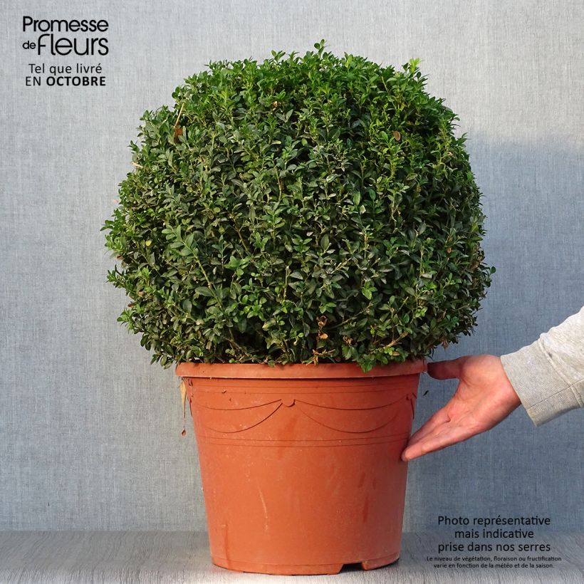 Exemplar von Buxus sempervirens - Kugelbuchsbaum Topf mit 20L/25L, Kugel wie im Herbst geliefert