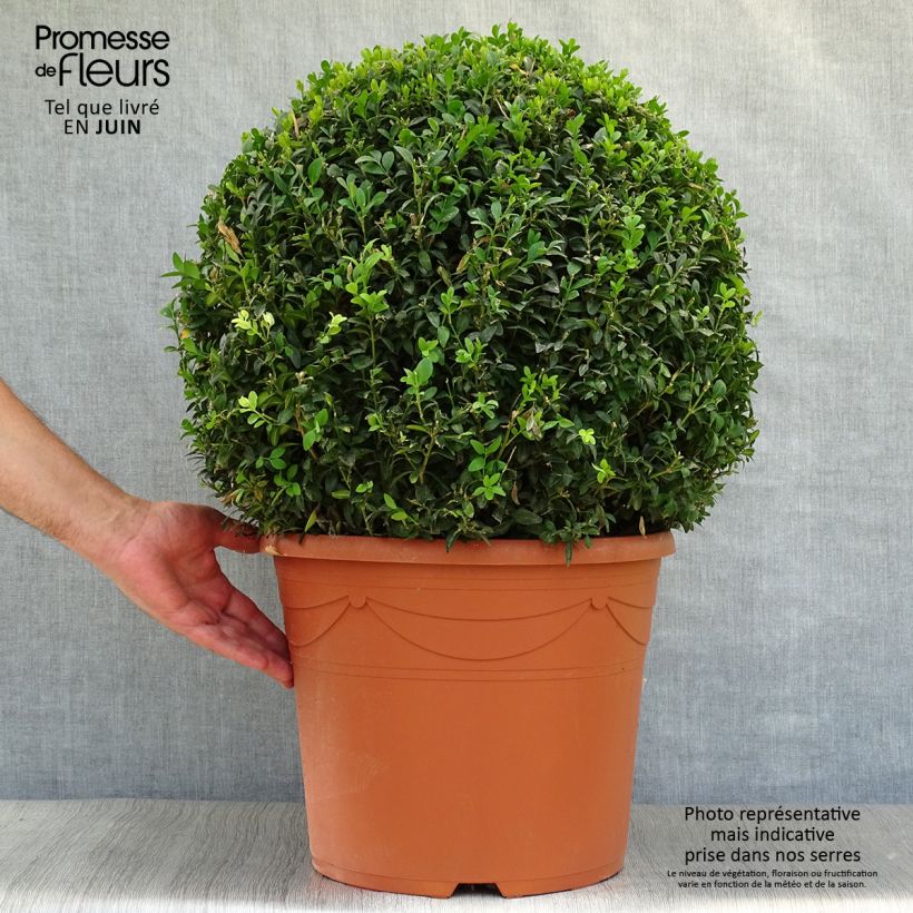 Exemplar von Buxus sempervirens - Kugelbuchsbaum Topf mit 20L/25L, Kugel wie im Sommer geliefert