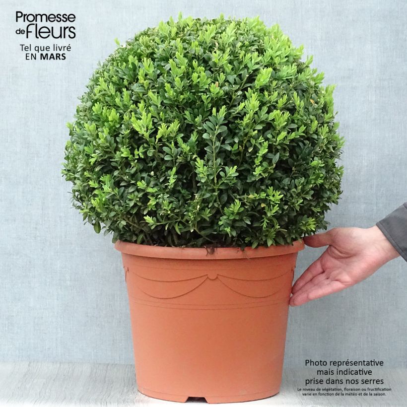 Example of Buxus sempervirens - Kugelbuchsbaum Topf mit 20L/25L, Kugel as you get in printemps