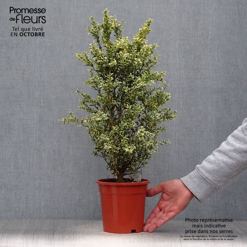 Exemplar von Buxus sempervirens Elegans - Buschbaum Topf mit 2L/3L wie im Herbst geliefert
