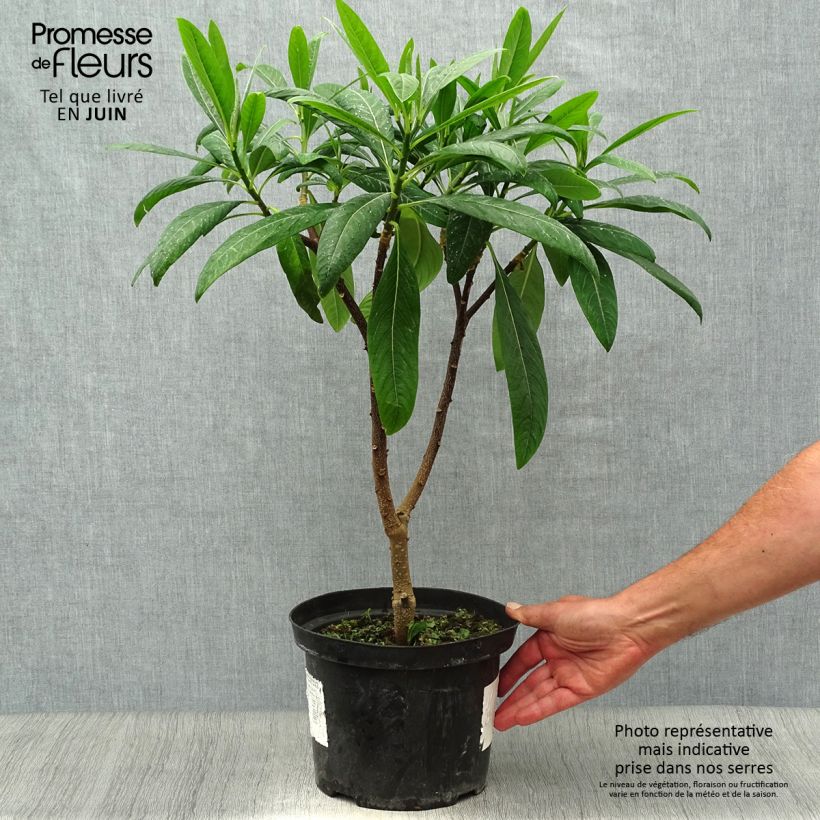 Exemplar von Edgeworthia chrysantha Winter Liebe - Edgeworthie Topf mit 4L/5L wie im Sommer geliefert