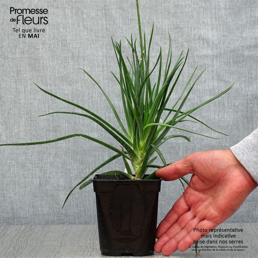 Example of Bulbine frutescens - Katzenschwanzpflanze Topf mit 1L/1,5L as you get in printemps