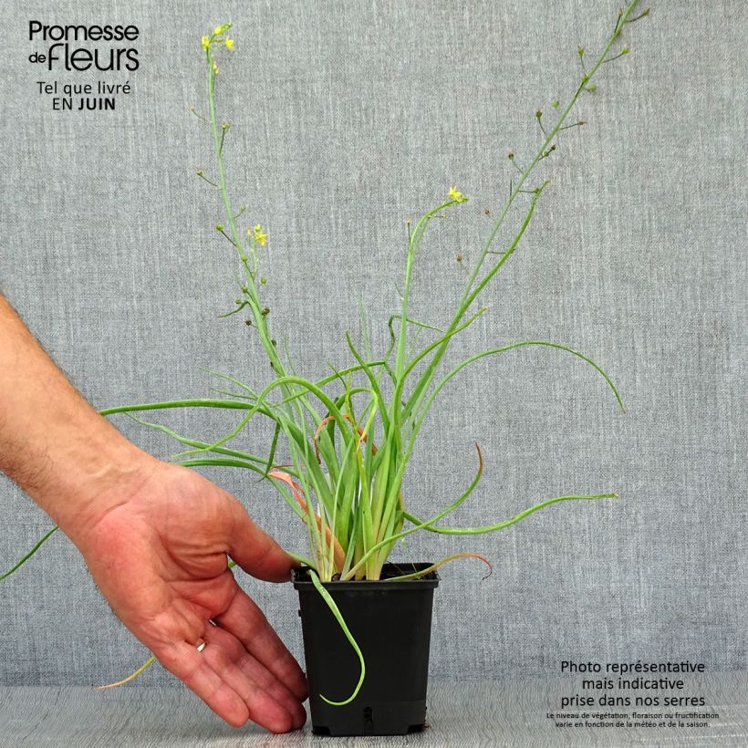 Exemplar von Bulbine frutescens - Katzenschwanzpflanze Kleine Töpfe von 8/9 cm wie im Sommer geliefert