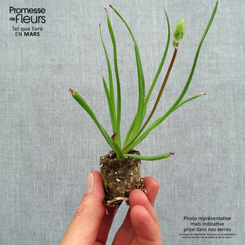 Example of Bulbine frutescens - Katzenschwanzpflanze Mini-Plug Ø 1,5/2,5 cm as you get in printemps