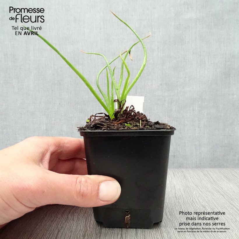 Example of Bulbine frutescens - Katzenschwanzpflanze Kleine Töpfe von 8/9 cm as you get in printemps