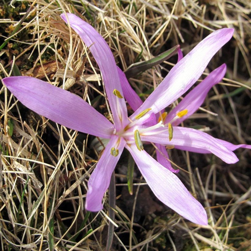 Bulbocodium vernum - Frühlings-Lichtblume (Flowering)