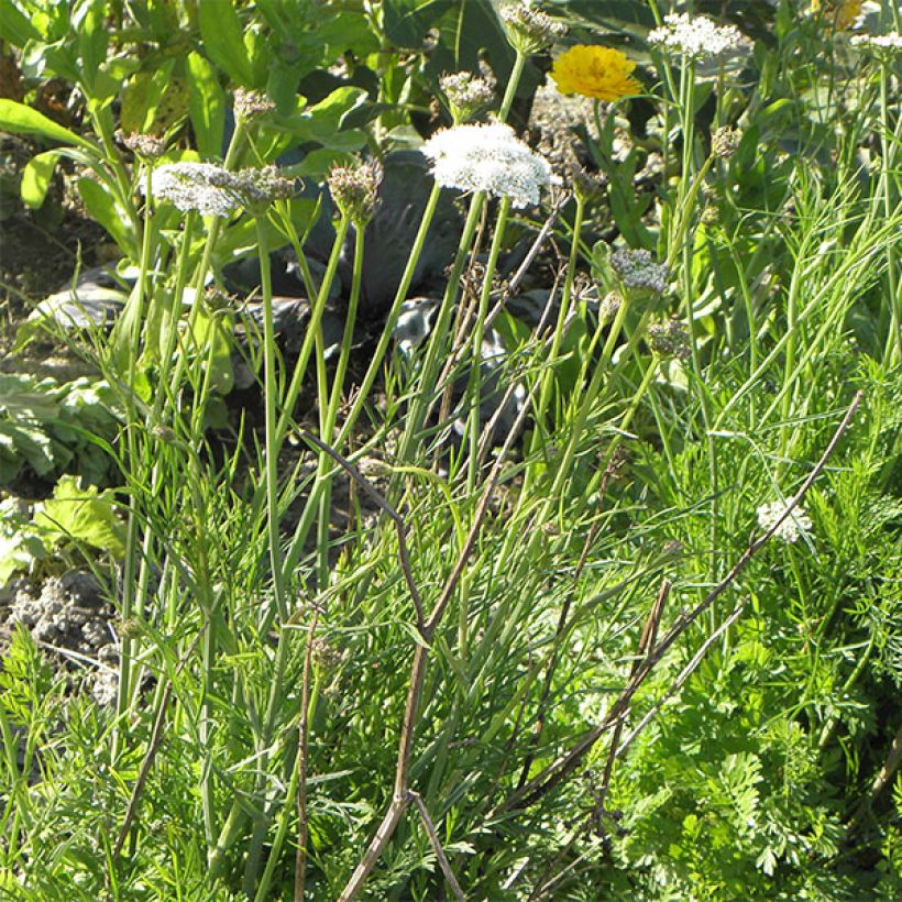 Bunium bulbocastanum - Knollenkümmel (Wuchs)