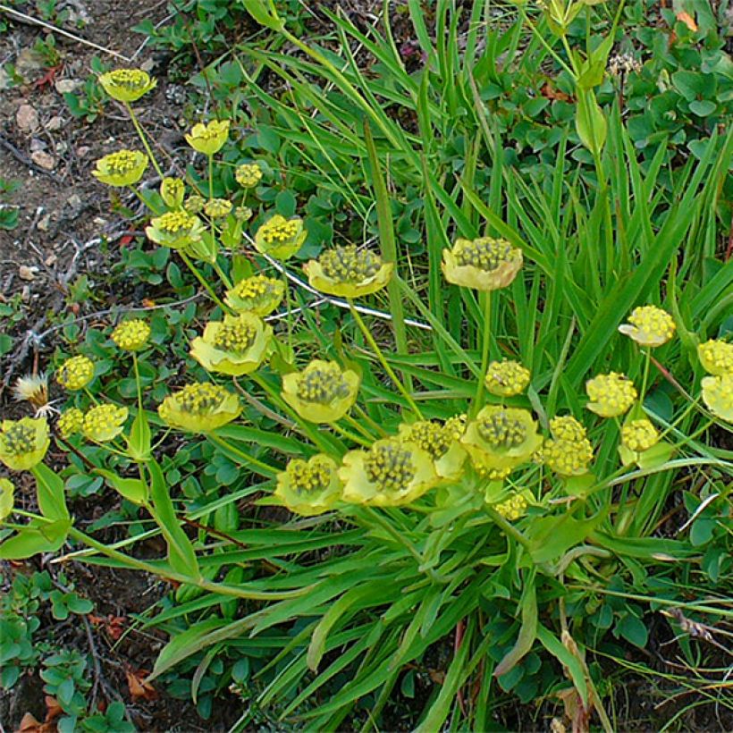 Bupleurum ranunculoïdes - Hahnenfuß (Wuchs)