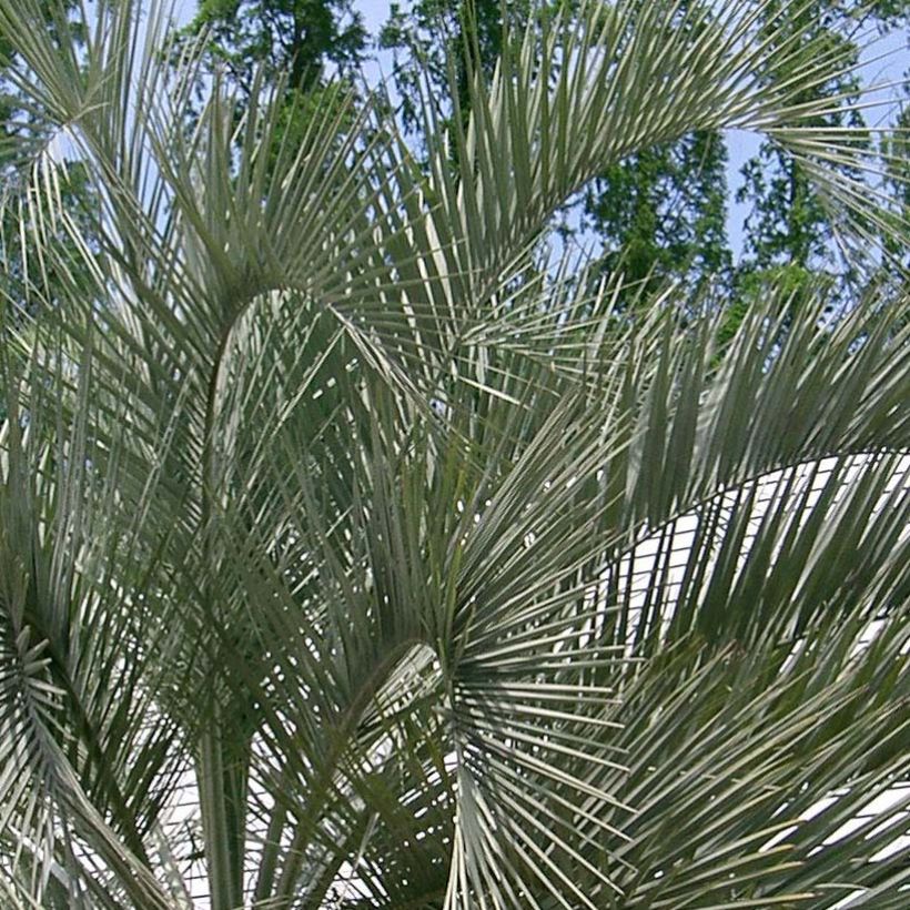 Butia capitata - Butia-Palme (Foliage)