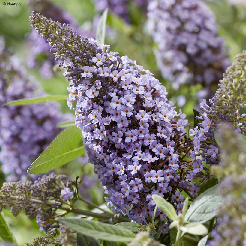 Buddleja davidii Butterfly Candy Lila Sweetheart - Sommerflieder (Flowering)