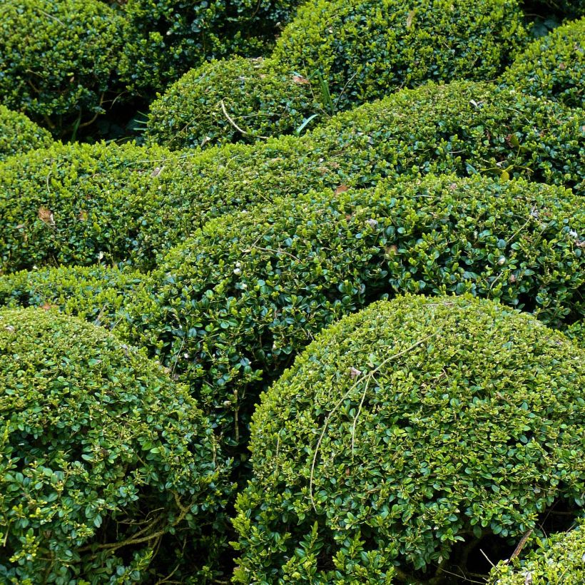 Buxus microphylla Faulkner - Kleinblättriger Buchsbaum (Plant habit)