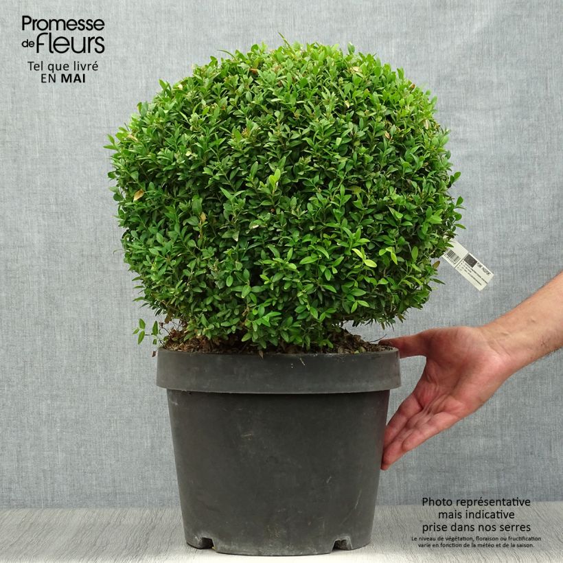 Exemplar von Buxus sempervirens Arborescent - Buschbaum Topf mit 7,5L/10L wie im Frühjahr geliefert