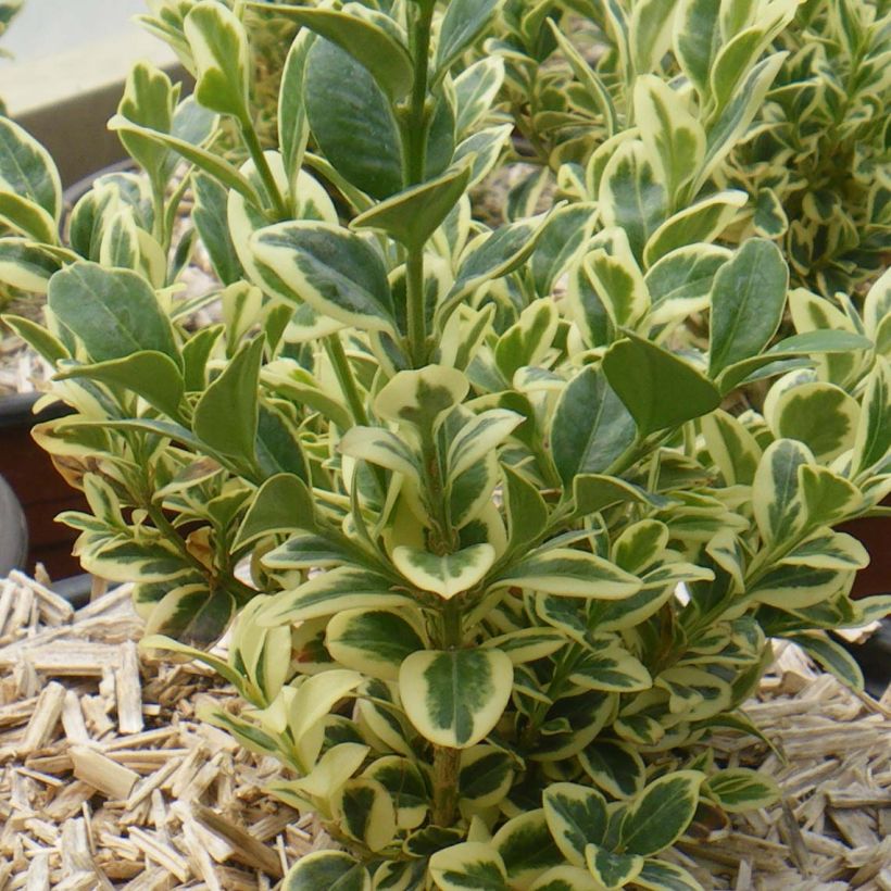 Buxus sempervirens Elegans - Buschbaum (Wuchs)