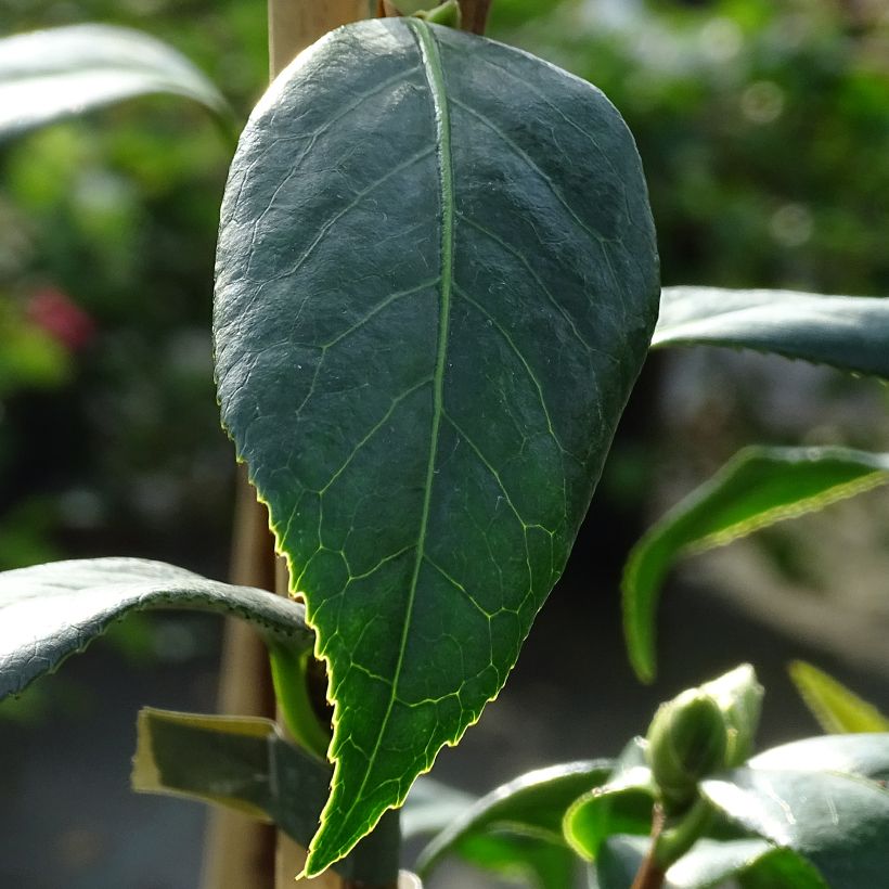 Camellia williamsii Tulip Time - Kamelie (Laub)