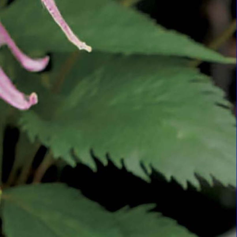 Campanula Pink Octopus - Glockenblume (Foliage)