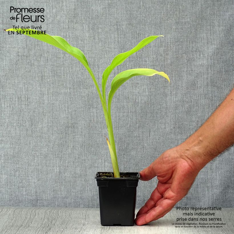 Exemplar von Canna edulis - Blumenrohr Kleine Töpfe von 7/8 cm wie im Herbst geliefert