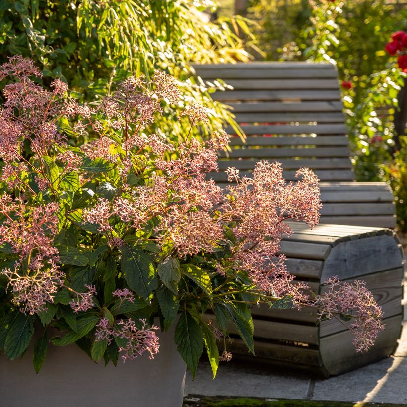 Cardiandra Bunches of the Sky (Wuchs)