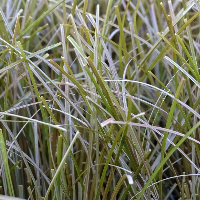 Carex flagellifera Bronzita - Peitschentragende Segge (Laub)