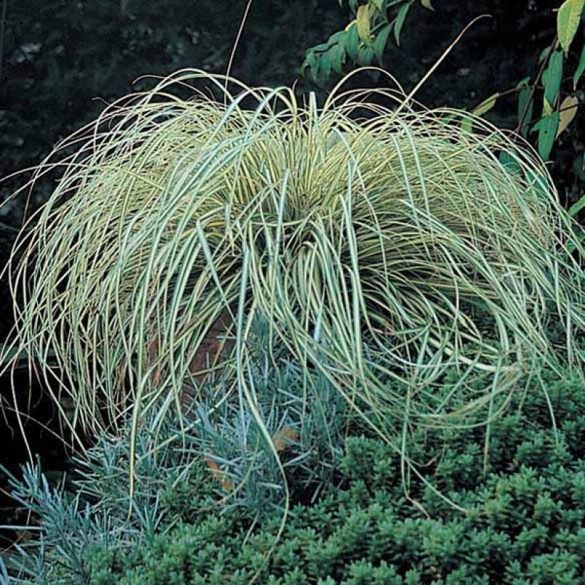 Carex oshimensis Evergold - Oshima-Segge (Plant habit)