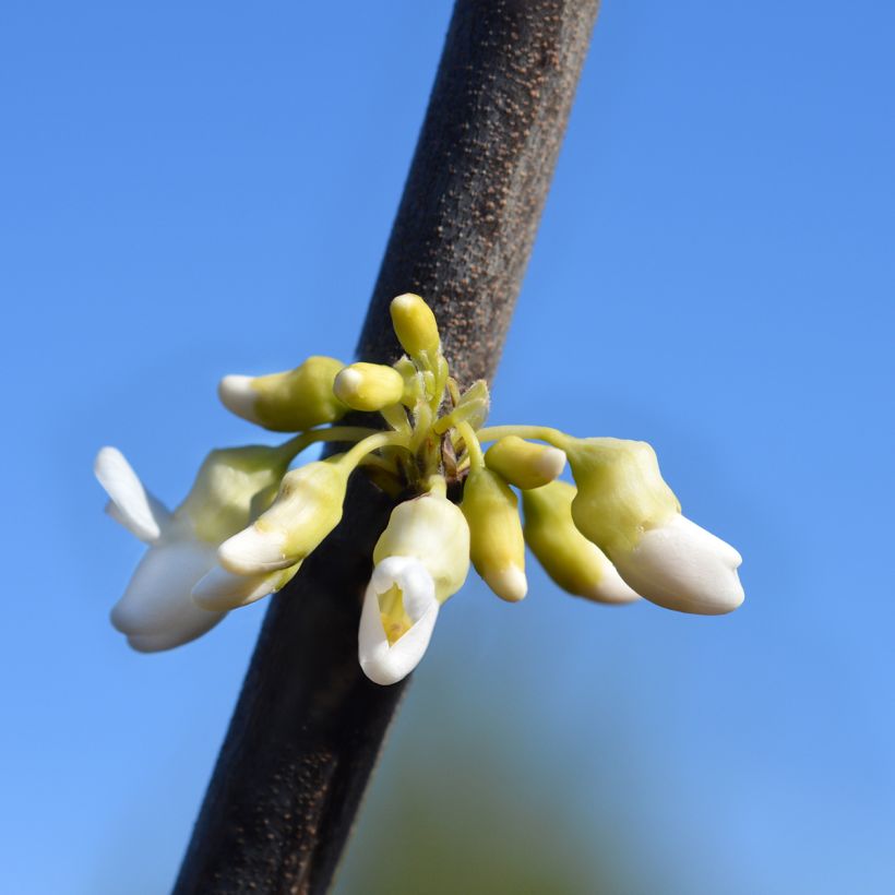 Kanadischer Judasbaum Texas White - Cercis canadensis (Blüte)