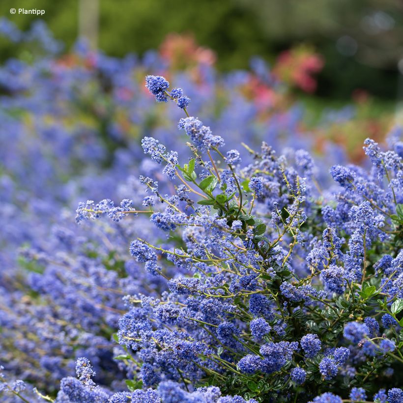 Säckelblume Pacific Wave - Ceanothus (Flowering)