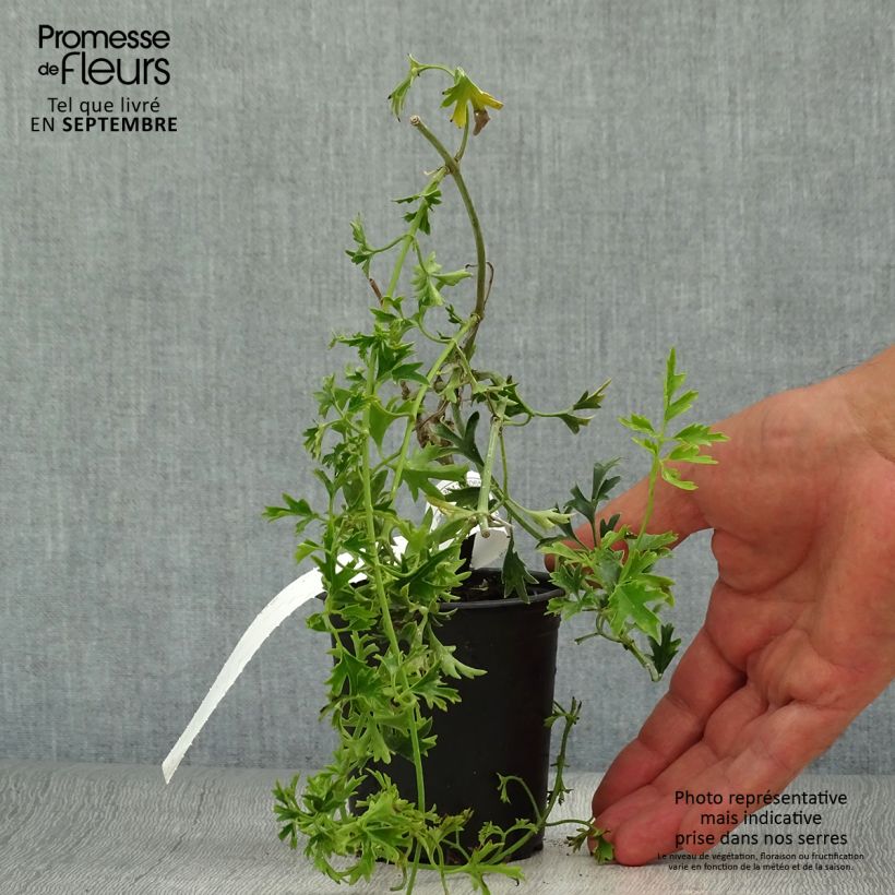 Exemplar von Waldrebe Early Sensation - Clematis Kleine Töpfe von 8/9 cm wie im Herbst geliefert