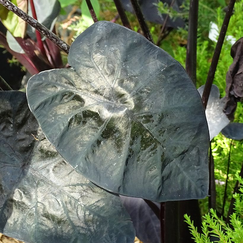 Colocasia Painted Black Gecko - Taro (Laub)