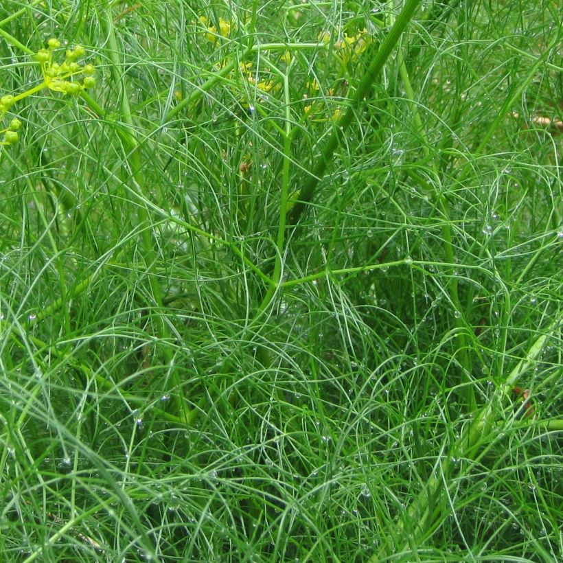 Cachrys alpina (Laub)