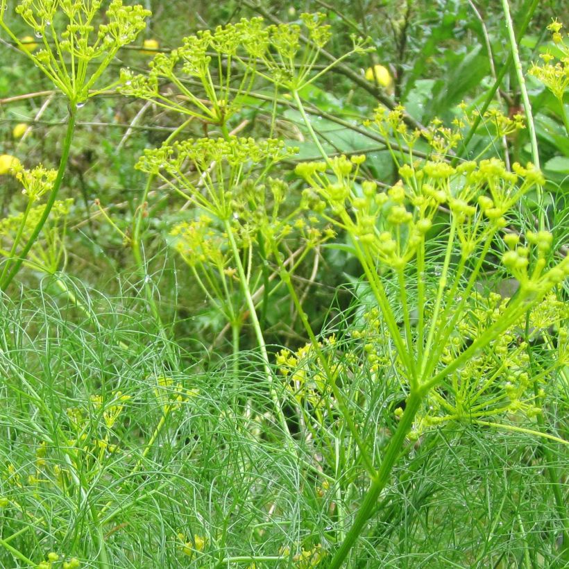 Cachrys alpina (Blüte)