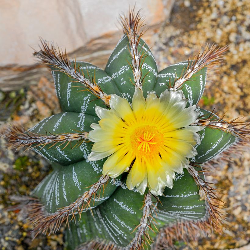 Kaktus - Astrophytum ornatum (Blüte)