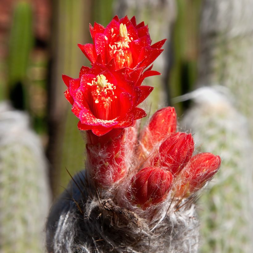 Cleistocactus strausii - Silberkerzenkaktus (Blüte)