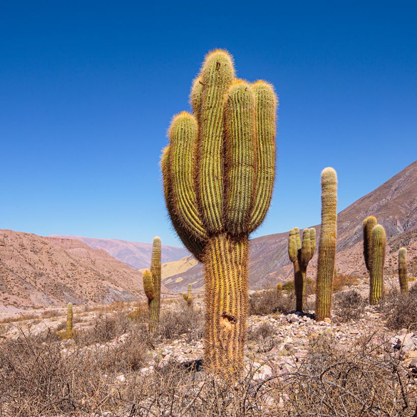 Echinopsis pasacana - Stangenkaktus (Wuchs)