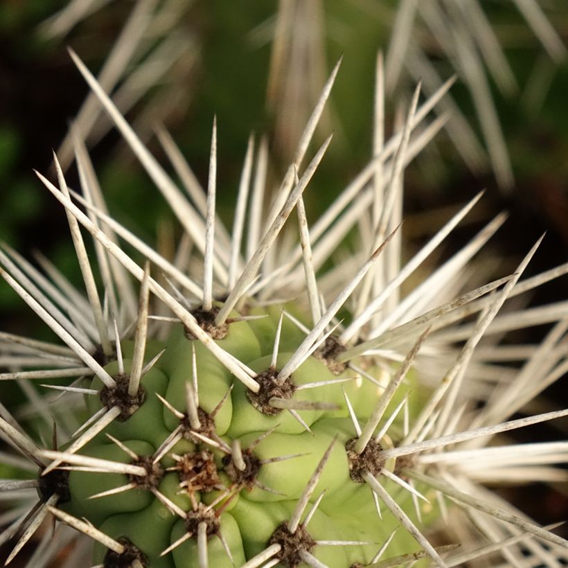 Kaktus - Harrisia tetracantha (Laub)