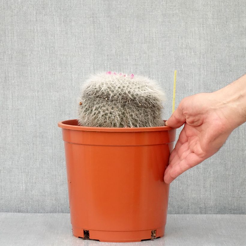Exemplar von Kaktus - Mammillaria hahniana Topf mit 4L/5L wie im Frühjahr geliefert