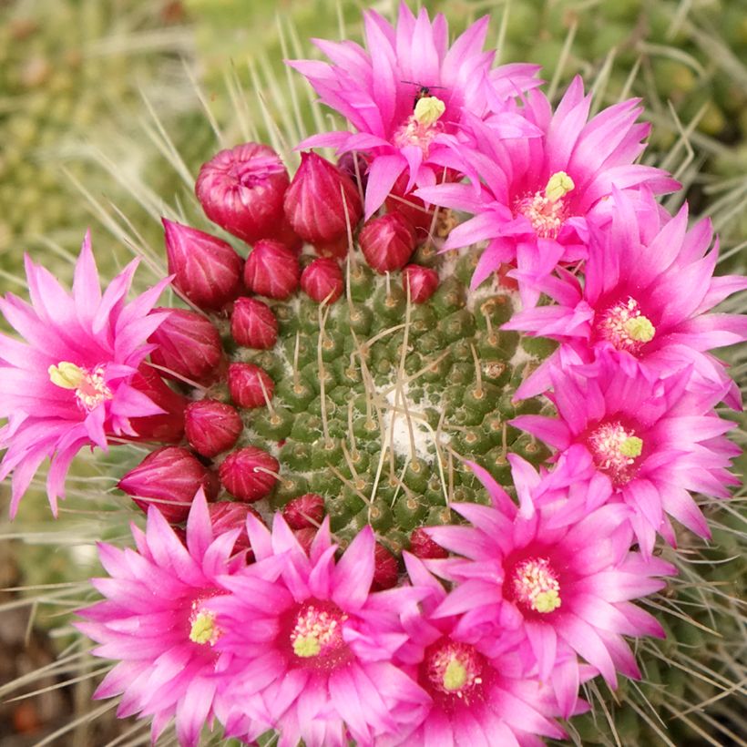 Kaktus - Mammillaria Un Pico (Blüte)