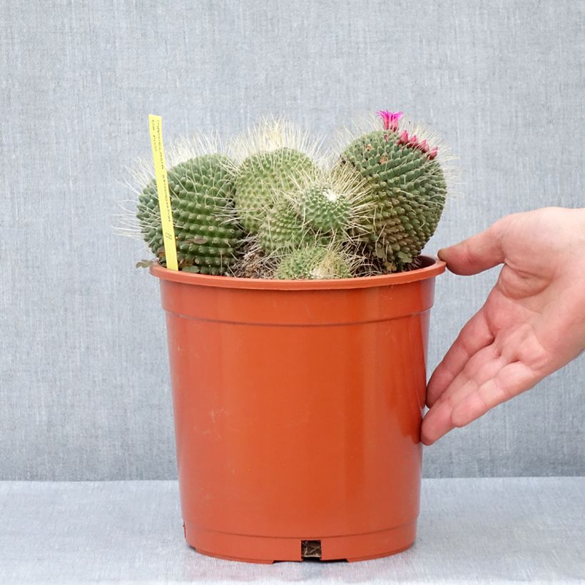 Exemplar von Kaktus - Mammillaria Un Pico Topf mit 4L/5L wie im Frühjahr geliefert