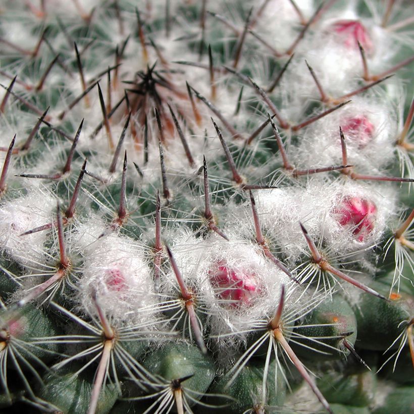 Kaktus - Mammillaria compressa (Laub)