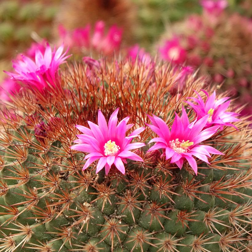 Kaktus - Mammillaria ernestii var. rubrispina (Blüte)
