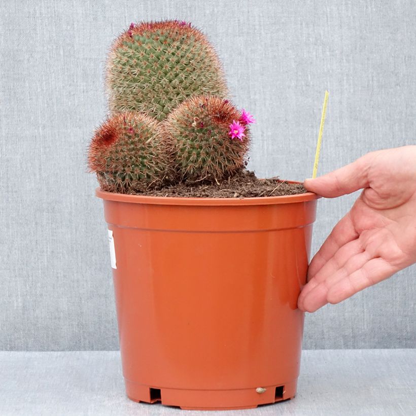 Exemplar von Kaktus - Mammillaria ernestii var. rubrispina Topf mit 4L/5L wie im Frühjahr geliefert
