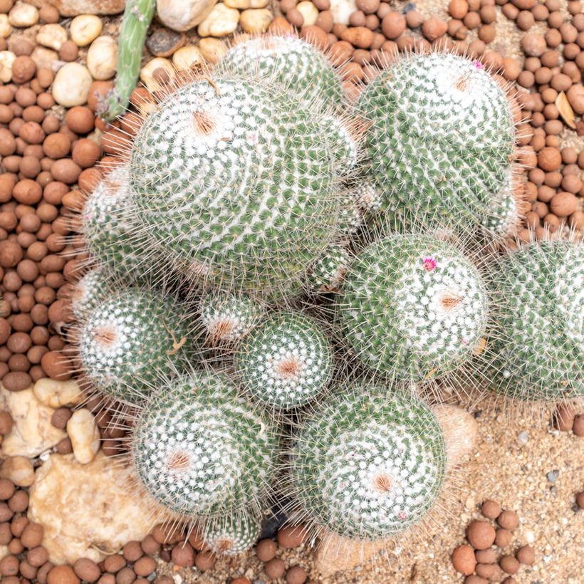 Kaktus - Mammillaria hahniana (Wuchs)
