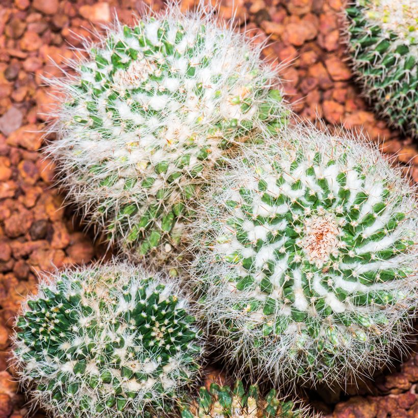 Kaktus - Mammillaria pringlei (Wuchs)