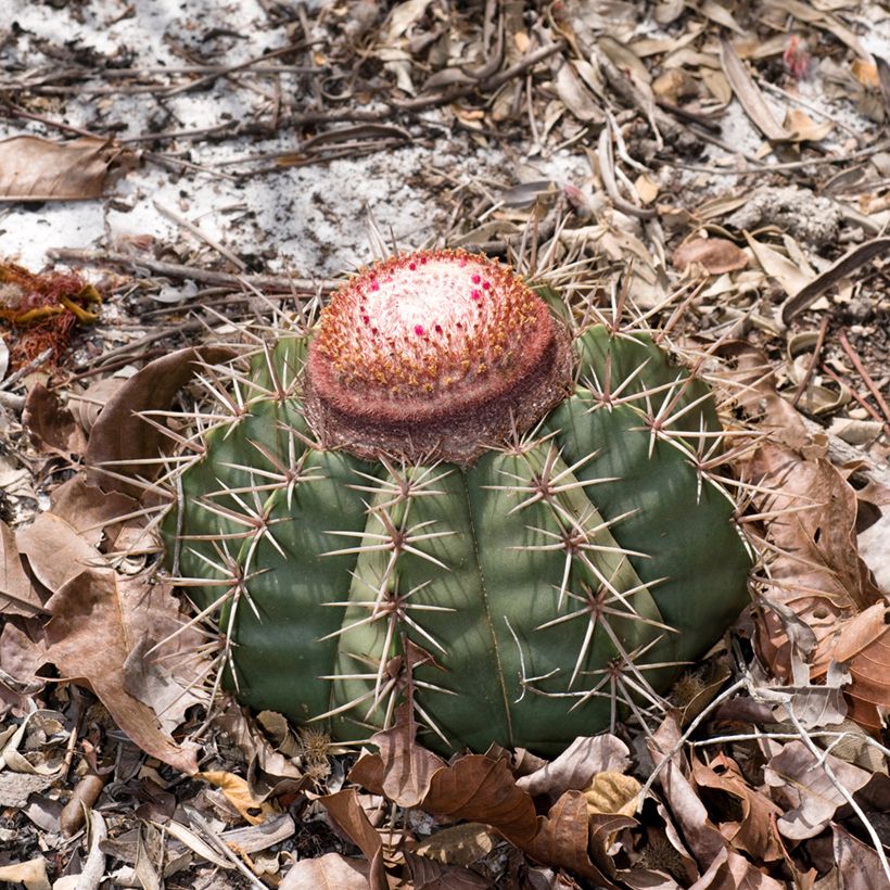 Melonenkaktus - Melocactus bahiensis (Wuchs)