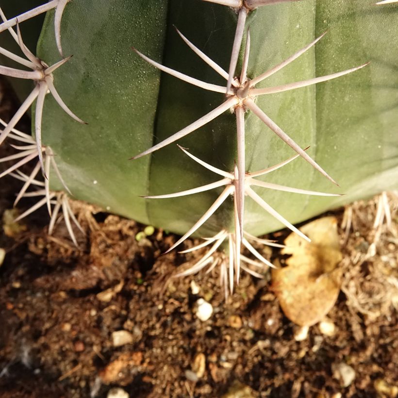 Melonenkaktus - Melocactus bahiensis (Laub)