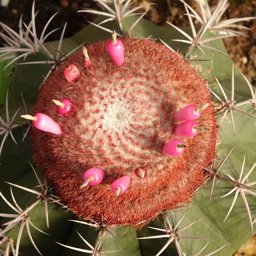 Melonenkaktus - Melocactus bahiensis (Blüte)