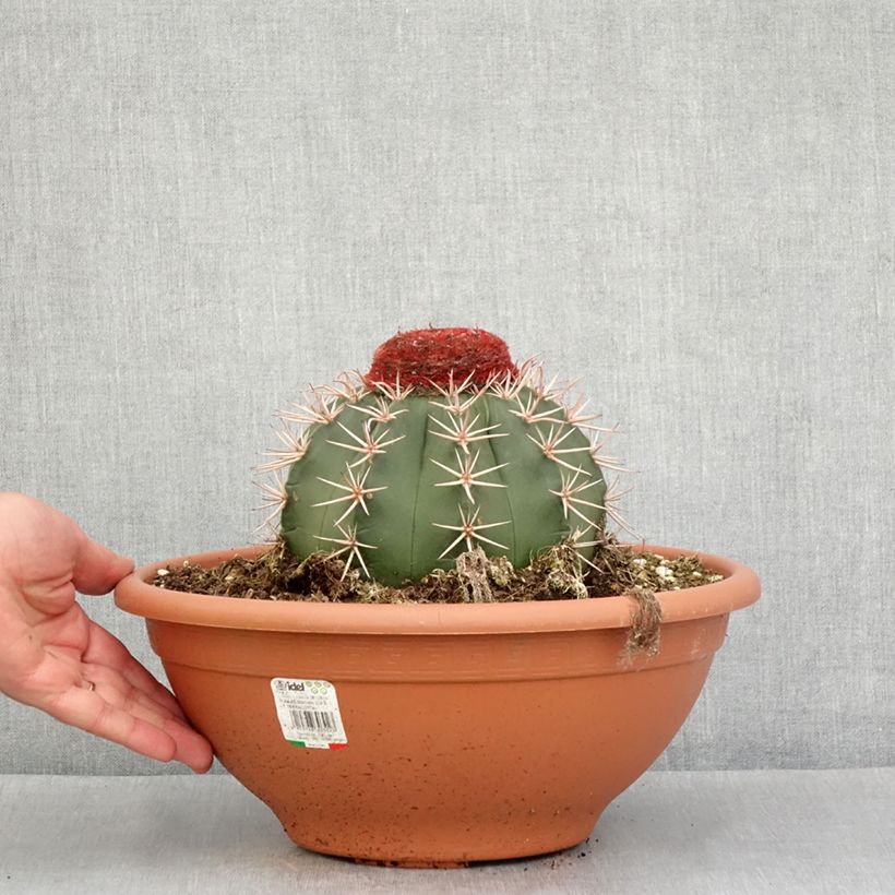 Exemplar von Melonenkaktus - Melocactus bahiensis Topf mit 6L/7L wie im Frühjahr geliefert